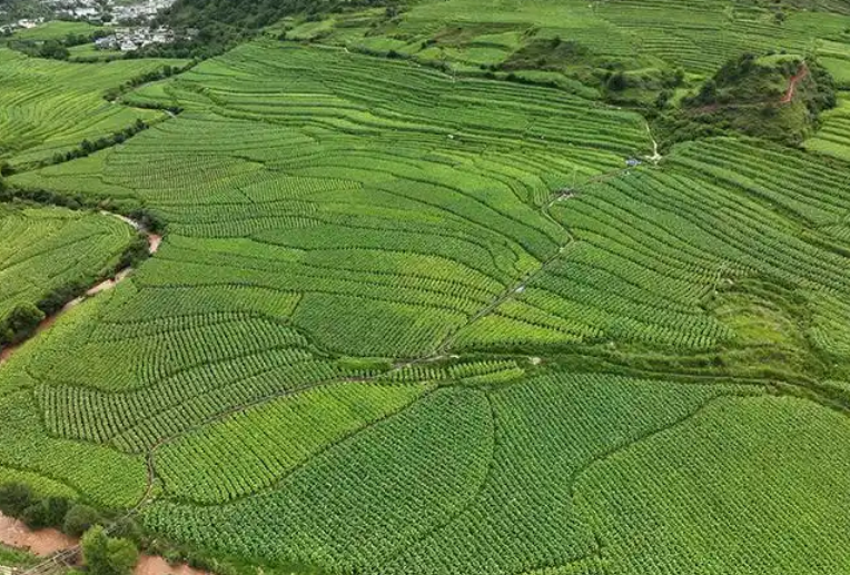 SBTi标准对土地种植企业的排放核算提出双重要求事项
